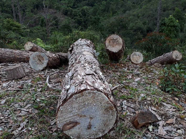 Rừng thông đang bị khai thác ngổn ngang để nhường đất cho dự án trồng mắc ca