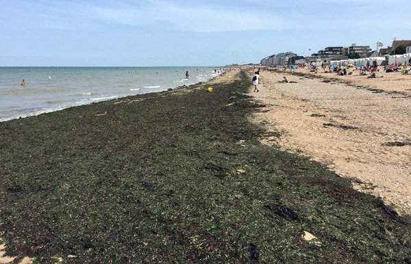 Tảo xanh bao phủ phần lớn bãi biển tại Courseulles-sur-Mer, Pháp ngày 14/8/2017.