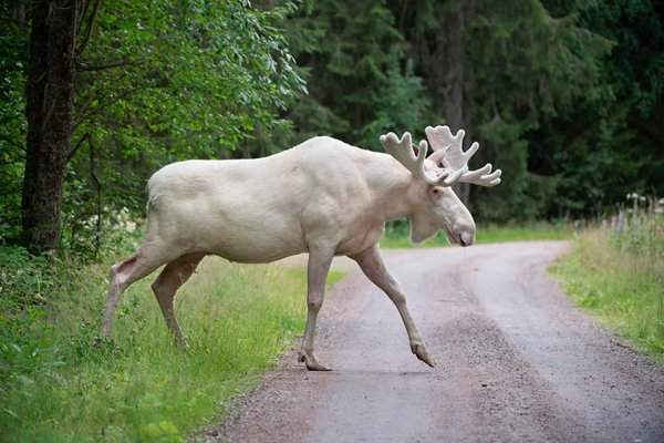 Nai sừng tấm hiếm màu trắng ở Gunnarskog, hạt Värmland, Thụy Điển. Hình ảnh: Tommy Pedersen / AFP / Getty Images