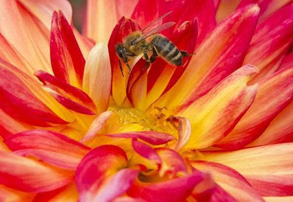 Một chú ong nằm trong hoa dahlia (Karma Bon Bini) tại một cuộc triển lãm về trồng trọt ở Erfurt, miền Trung nước Đức. Ảnh: Jens Meyer / AP