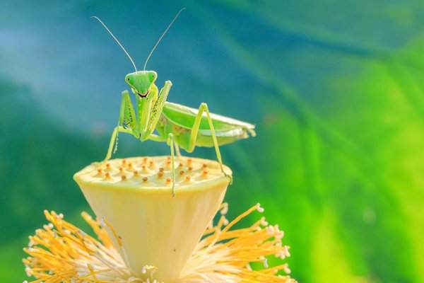 Con bọ ngựa nằm trên hạt sen ở Huyện Xuyi của Huaian, phía Đông Trung Quốc. Ảnh: Tân Hoa Xã / Barcroft Images