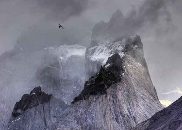 Chim cút Andean bay tại Vườn quốc gia Torres del Paine, Chile. Ảnh: Ben Hall – Quán quân Giải Nhiếp ảnh gia của năm 2017 trong danh mục môi trường 