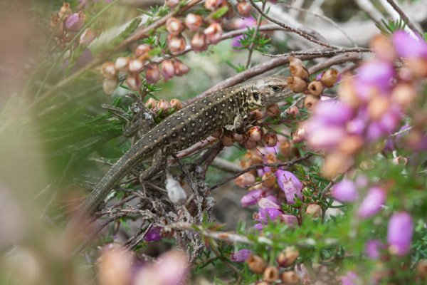 Một con thằn lằn cát vừa mới sinh con trên cây thạch nam ở Crooksbury Common, Surrey, Anh. Hình ảnh: Gillian Pullinger / Alamy