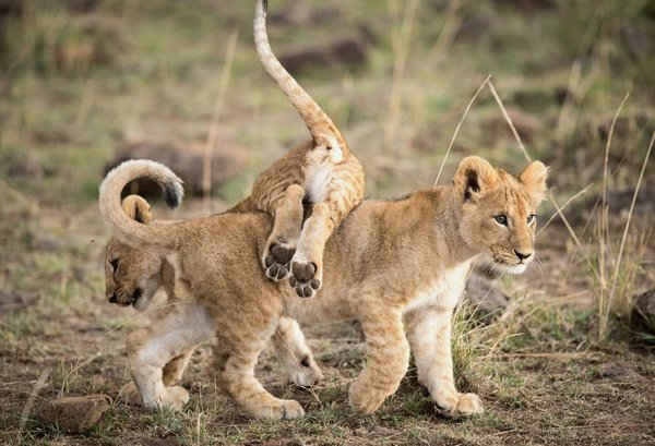Sư tử nô đùa tại khu bảo tồn quốc gia Maasai Mara, Kenya. Ảnh: Tân Hoa Xã / Barcroft Images