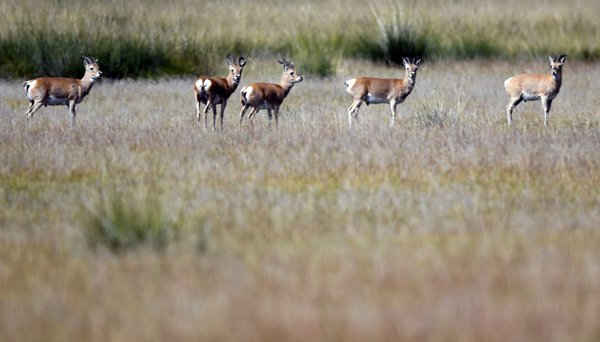 Linh dương gazen ở Przewalski thuộc thị trấn Haergai của quận Gangcha, tỉnh Thanh Hải, phía Tây Bắc Trung Quốc. Ảnh: Tân Hoa Xã / Barcroft Images