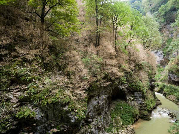 Khu rừng bị đe dọa ở Kurdzhips Pass, lãnh thổ Krasnodar, miền Nam nước Nga. Hình ảnh: Vitaly Timkiv / Tass / Getty Images