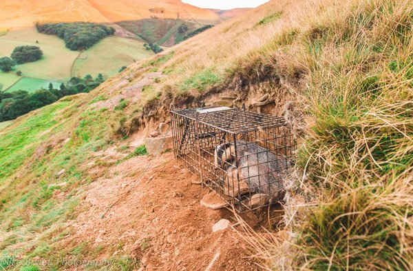 Những con lửng ở Peak District, Anh Quốc bị nhốt trong một cái chuồng để chủng ngừa bệnh lao. Hình ảnh: Mike Bryant / Alamy