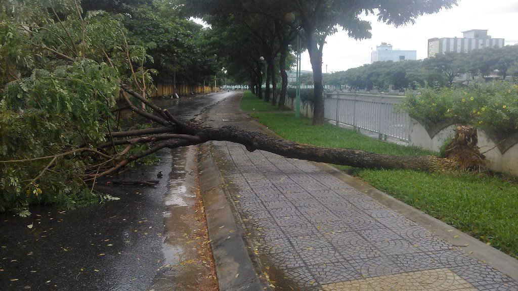Cây ngã phía sau lưng Trung tâm Huấn luyện Thể dục và Thể Thao Quốc gia Đà Nẵng