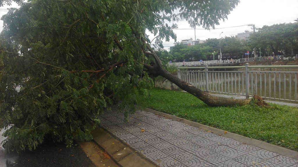 Cây ngã gần cột đèn tín hiệu giao thông giao lộ Yên Khê 1 – Dũng sĩ Thanh Khê
