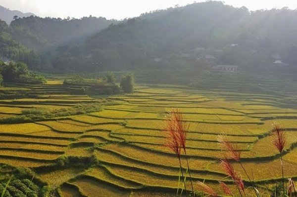 Ruộng bậc thang quanh Khu bảo tồn thiên nhiên Pù Luông.