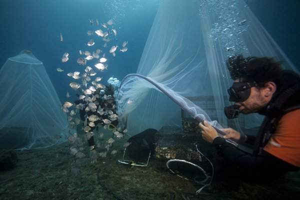Các nhà khoa học thả những con cá nhỏ ở gần một môi trường sống nhân tạo Biohut, nơi cá có thể trú ẩn khỏi những kẻ săn mồi ngoài Marseille, miền Nam nước Pháp. Các nhà khoa học mong muốn việc làm này sẽ thúc đẩy đa dạng sinh học biển bị phá hủy một phần bởi quá trình đô thị hoá bờ biển. Hình ảnh: Boris Horvat / AFP / Getty Images
