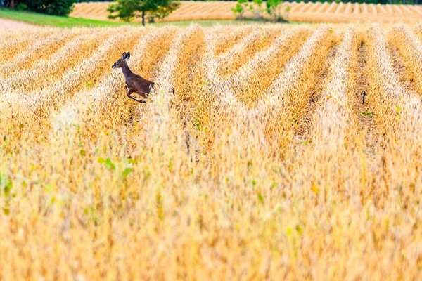 Hươu cái trắng đuôi chạy qua cánh đồng đậu nành ở Wisconsin, Mỹ. Ảnh: Michael Tatman / Alamy