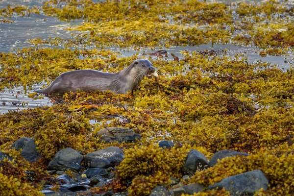 Con rái cá tha một con cá bắt được từ rong biển ở Isle of Mull, Scotland. Hình ảnh: Rebecca Cole / Alamy