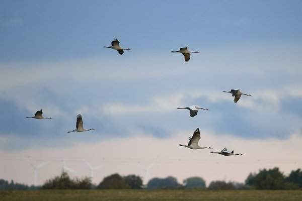 Những con sếu tại trung tâm Trustfield Wildfowl & Wetlands ở Welney ở Norfolk, tiểu bang Virginia, Mỹ. Hình ảnh: Joe Giddens / PA