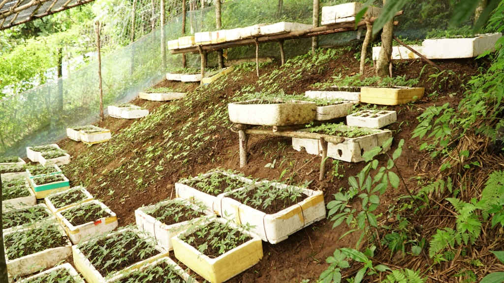 Sâm Ngọc Linh loại dược liệu quý có giá trị kinh tế cao đang được phát triển mạnh tại huyện Nam Trà My (tỉnh Quảng Nam)