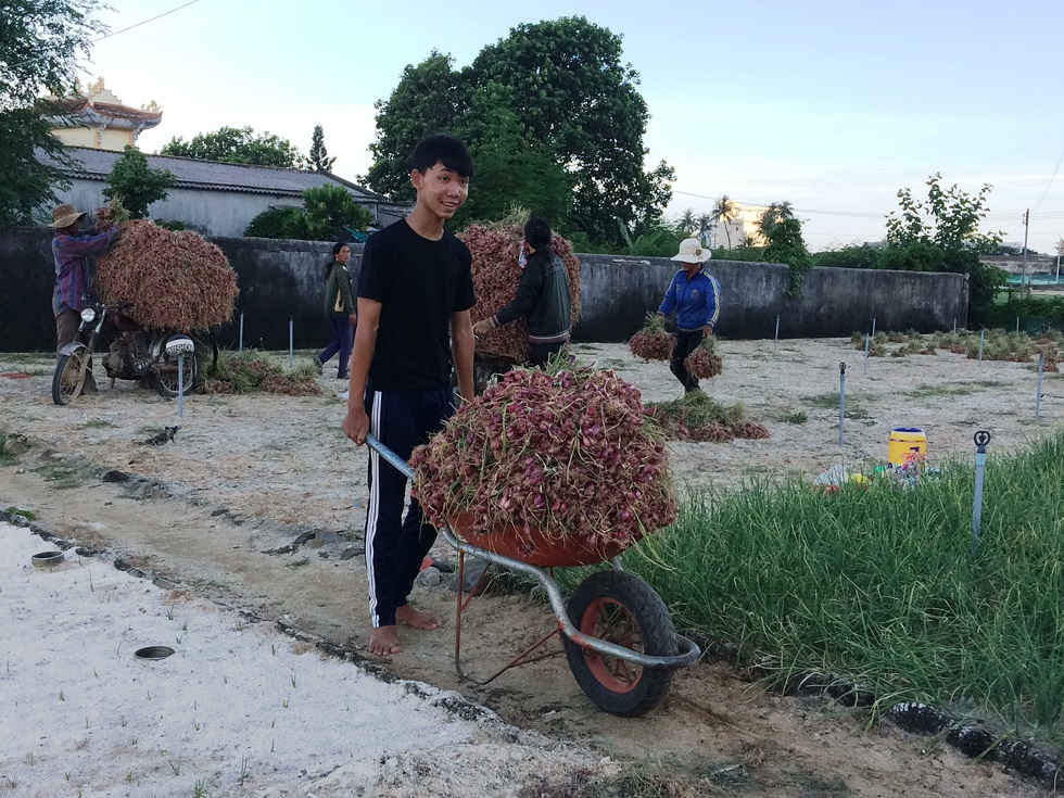 Nguồn cát trắng khan hiếm làm cho chi phí tăng cao, ảnh hưởng không nhỏ đến việc trồng hành tỏi của người dân