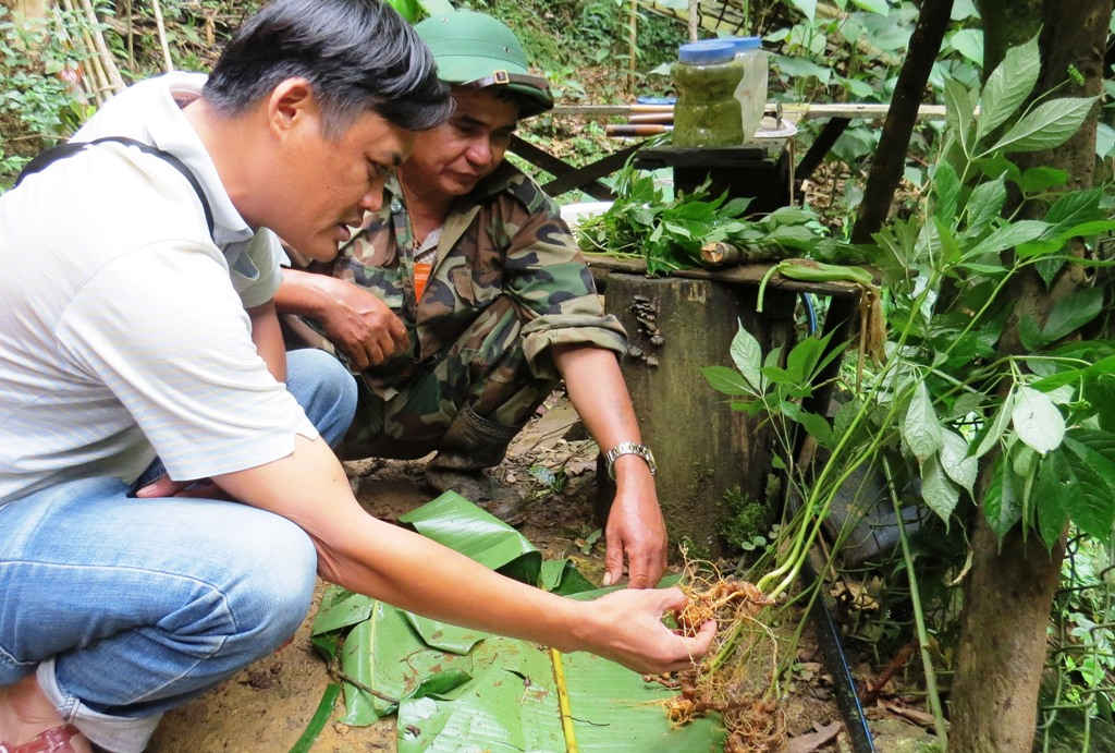 Sâm Ngọc Linh có giá trị kinh tế cao, nên nhiều đối tượng đã vận chuyển tam thất Hoang từ ngoài Bắc vào trộn lẫn với sâm Ngọc Linh để thu lợi bất chính