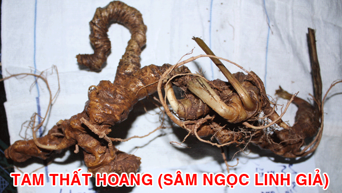Tam thất hoang  giống với sâm Ngọc Linh khiến người mua rất khó phân biệt
