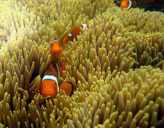 Cá hồi hoặc cá hề ở đảo Russell, rạn san hô Great Barrier, bang Queensland, Úc. Hình ảnh: Suzanne Long / Alamy