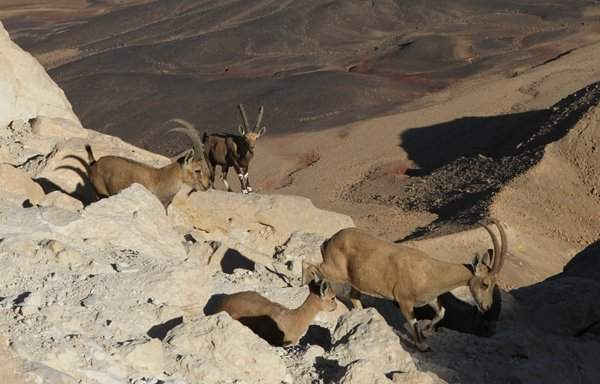 Dê rừng núi An-pơ gần Mitzpe Ramon ở phía nam Israel. Ảnh: Tân Hoa Xã / Barcroft Images