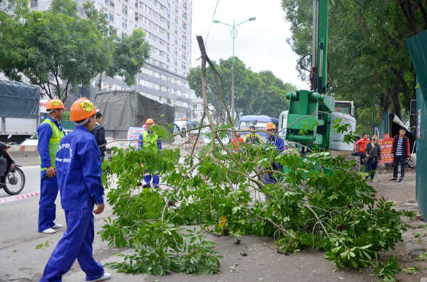 Sau đó, sẽ tiếp tục tiến hành đánh chuyển, chặt hạ các đợt tiếp theo nhằm đảm bảo đến tháng 12.2017 sẽ thực hiện xong việc đánh chuyển, chặt hạ toàn bộ cây xanh trên tuyến Phạm Văn Đồng.