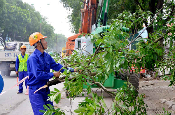 Phương án đánh chuyển, chặt hạ đã được Chủ đầu tư (Ban QLDA ĐTXD CTGT Thành phố Hà Nội) trình Sở Xây dựng để thực hiện cấp phép và triển khai đánh chuyển, chặt hạ theo đúng quy định.