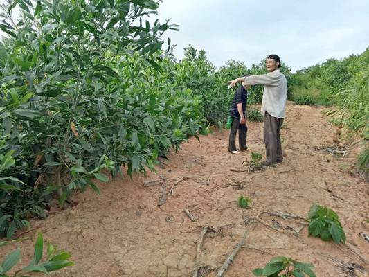 Con đường BQL rừng phòng hộ Tân Kỳ mất 100 triệu để mở trở thành con đường cho “lâm tặc” phá rừng