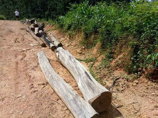 Gỗ và củi “tận thu” đang được kéo ra khỏi rừng