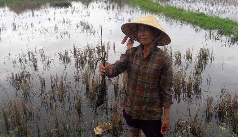 Hơn 110 ha đất nông nghiệp của người dân vẫn đang bị nhiễm mặn