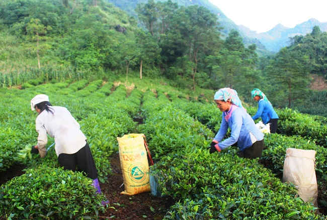 Thâm canh tăng vụ, chuyển đổi cơ cấu cây trồng góp phần nâng cao hiệu quả sử dụng đất.