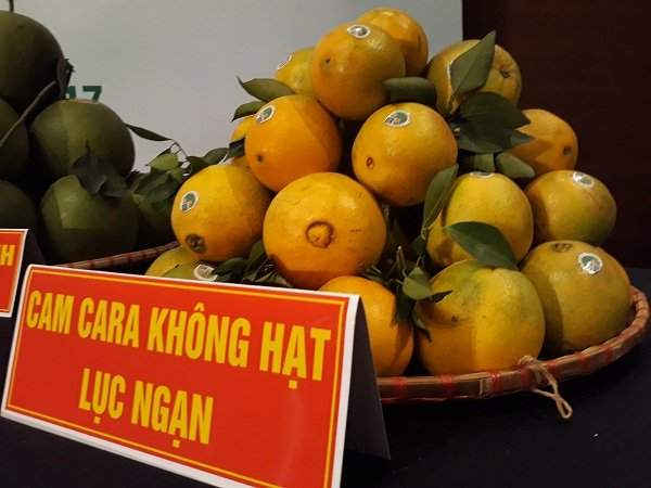 Cam cara không hạt Lục Ngạn.