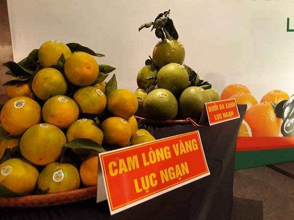 Cam lòng vàng Lục Ngạn.