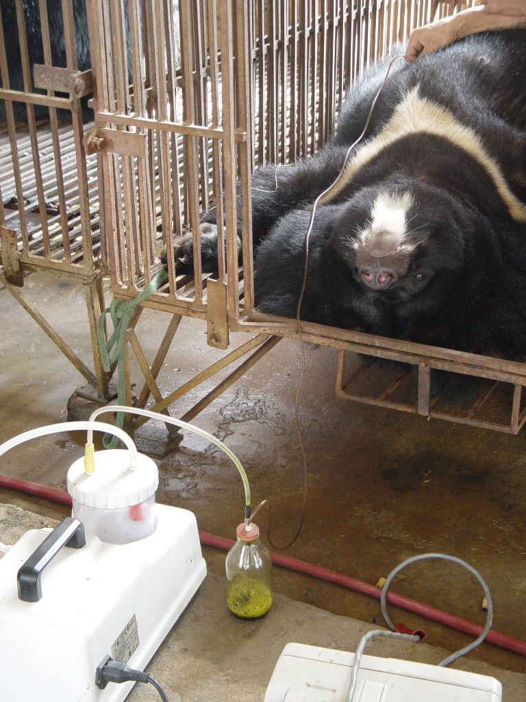 Tiêu thụ mật gấu không chỉ lỗi thời mà còn là mối đe dọa lớn nhất đến số lượng gấu trong tự nhiên