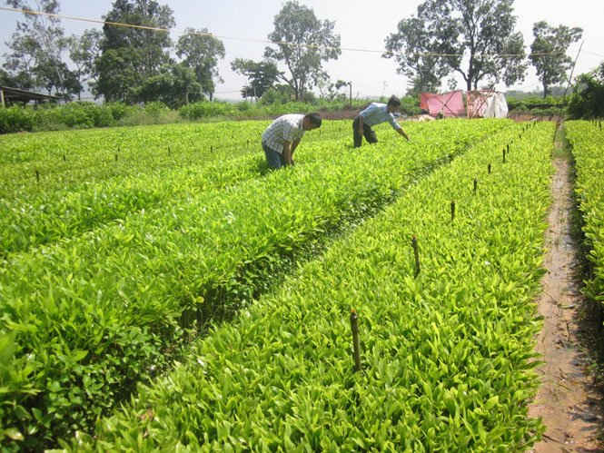 Cung ứng giống rừng trồng