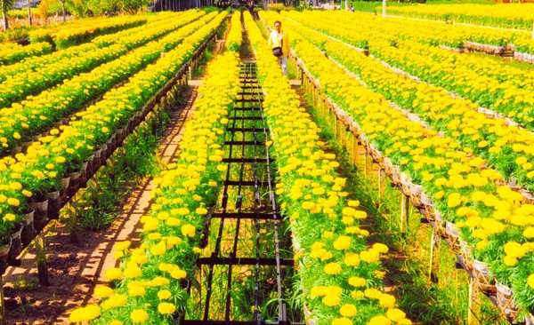 Một góc làng hoa Sa Đéc
