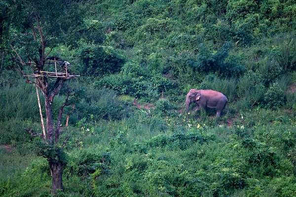 Voi hoang dã xuống núi tìm kiếm thức ăn trong ngôi làng Bherkuchi ở Assam, Ấn Độ. Ảnh: STR / EPA