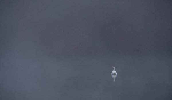 Thiên nga bơi trong sương sớm gần thành phố Tübingen, Đức. Hình ảnh: Sebastian Gollnow / AFP / Getty Images