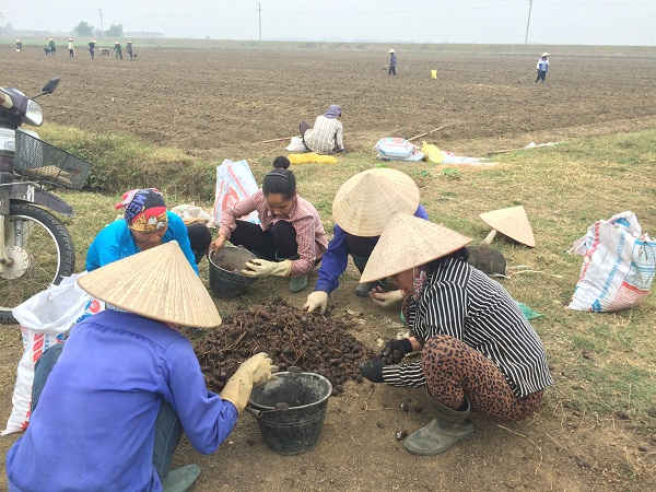 Người dân hăng say tham gia sản xuất trên những cánh đồng sau khi thực hiện việc tích tụ đất đai