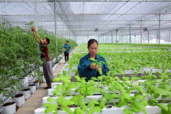 Cần sớm điều chỉnh chính sách về đất đai để phát triển nông nghiệp công nghệ cao.Ảnh: Bá Hoạt