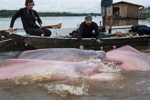 Một nhóm các nhà khoa học bắt cá heo sông Amazon để nghiên cứu ở Quebrada Valencia, Colombia. Ảnh: Jaime Rojo / WWF