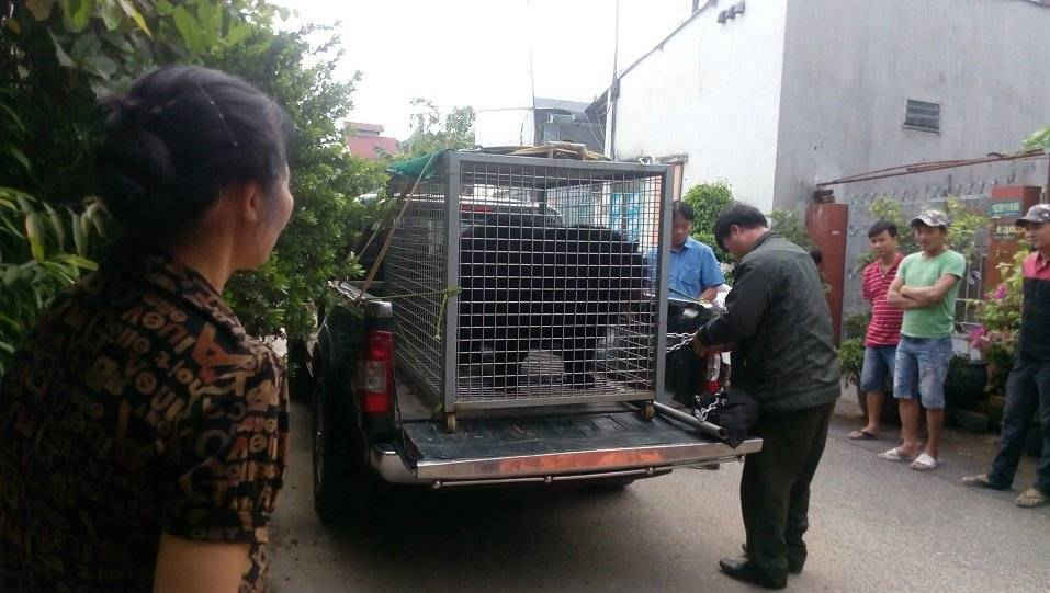 Cá thể Gấu được đưa lên xe, di chuyển đến Trung tâm Cứu hộ Gấu thuộc Vườn quốc gia Cát Tiên (Ảnh chụp bởi ENV)