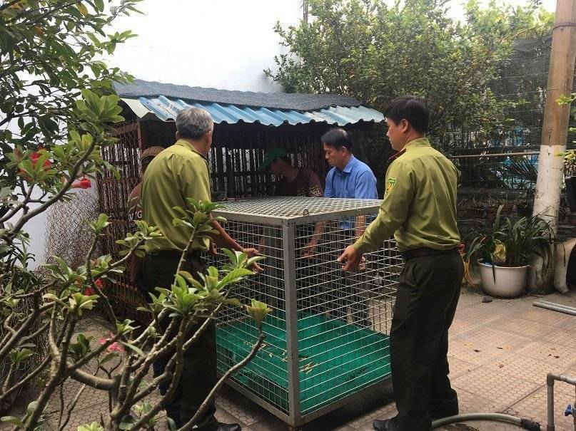 Các cán bộ tiến hành chuyển Gấu từ chuồng sắt sang củi để đưa ra xe di chuyển (Ảnh ENV)
