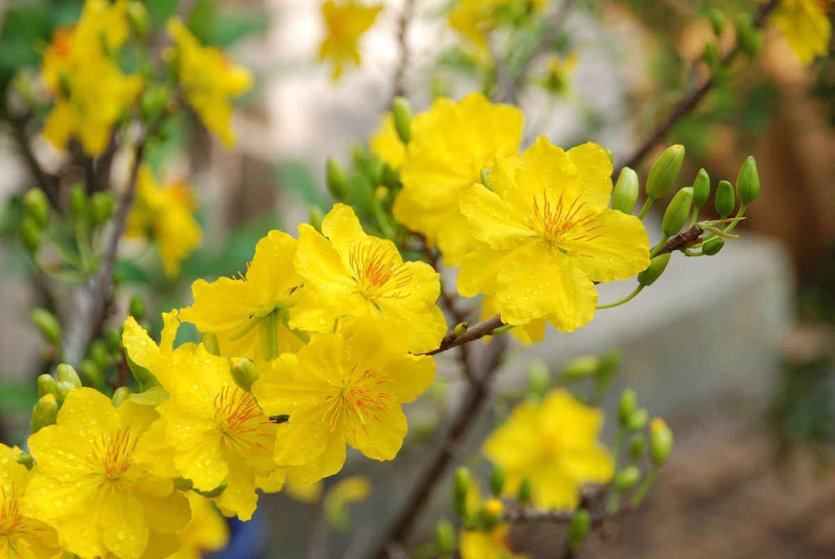 hoa mai tet 2018