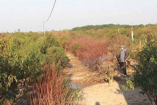 Một chủ vườn chăm sóc cây nhưng không quên đảo ánh mắt liên tục đề phòng người lạ vào vườn