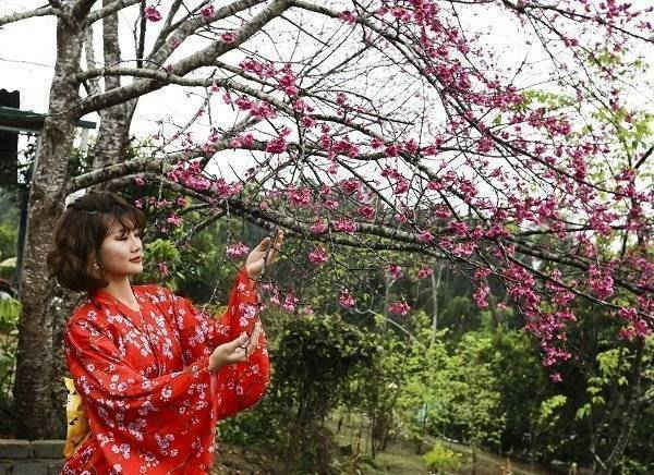 Khai mạc Sự kiện Hoa Anh Đào – Pá Khoang - Điện Biên
