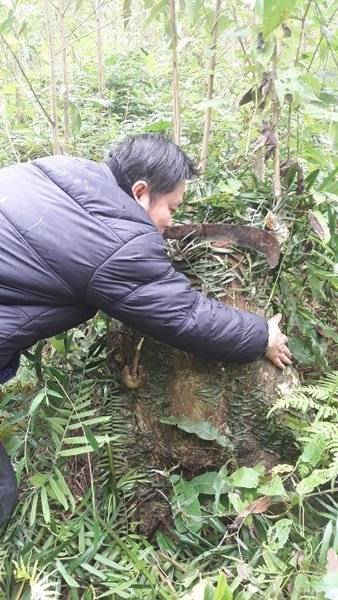 Những gốc cây lớn bị chặt hạ để trồng keo.