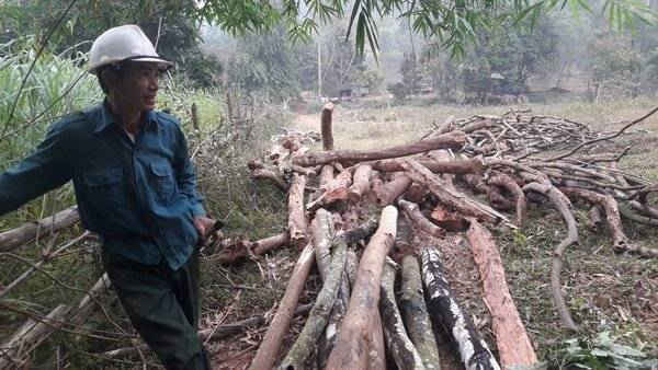 Ông Vỹ, vừa kéo những cây gỗ nhỏ ra khỏi rừng.