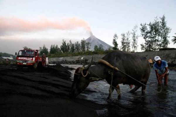 Một cư dân và con trâu nước của ông đi bộ trên sông, trong khi núi lửa Mayon phun tro bụi ở Guniobatan, tỉnh Albay, Philippines vào ngày 23/1/2018. Ảnh: Reuters / Stringer