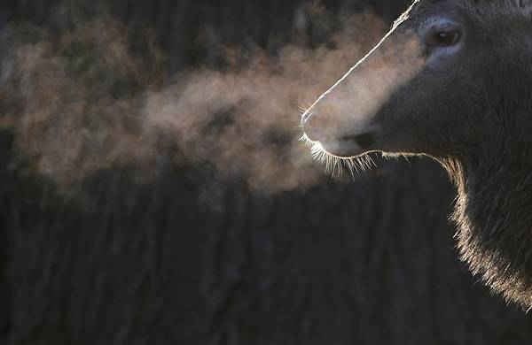 Một con nai đứng trong ánh nắng buổi sáng sớm ở Richmond Park, London, Anh. Hình ảnh: Toby Melville / Reuters