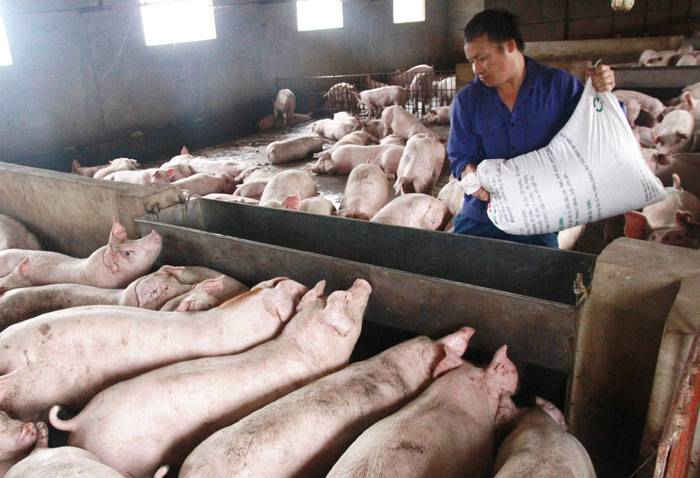 Giải quyết ô nhiễm môi trường chăn nuôi: Bài toán cấp thiết